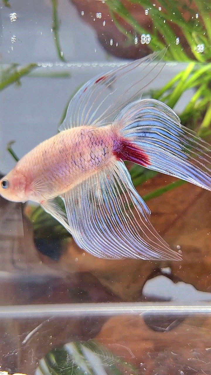 XL VEILTAIL KOI RED TANCHO BETTA FISH