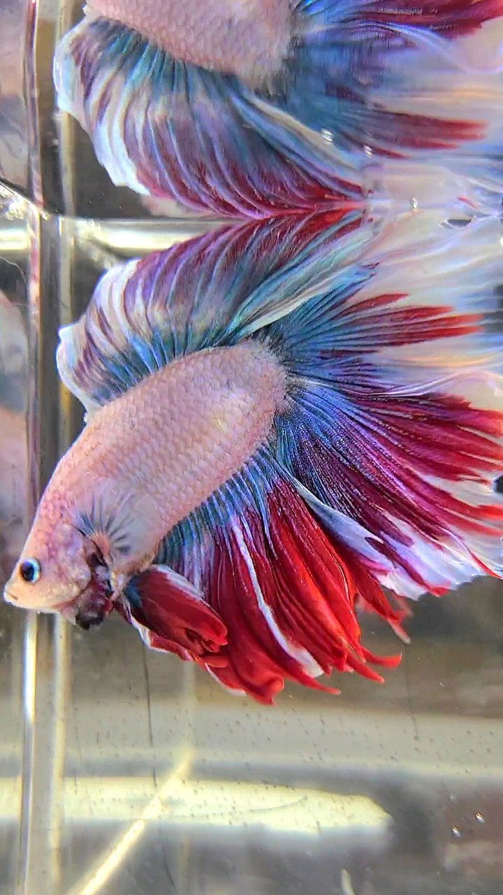 XXL HALFMOON DOUBLE TAIL BLUE RED MASCOT WAROCHAI BETTA FISH