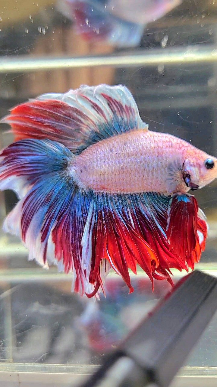 XXL HALFMOON DOUBLE TAIL BLUE RED MASCOT WAROCHAI BETTA FISH
