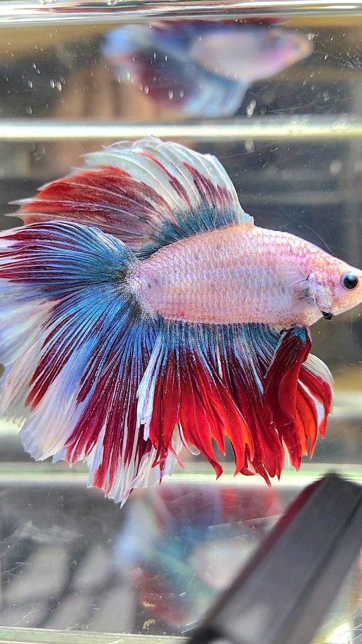 XXL HALFMOON DOUBLE TAIL BLUE RED MASCOT WAROCHAI BETTA FISH