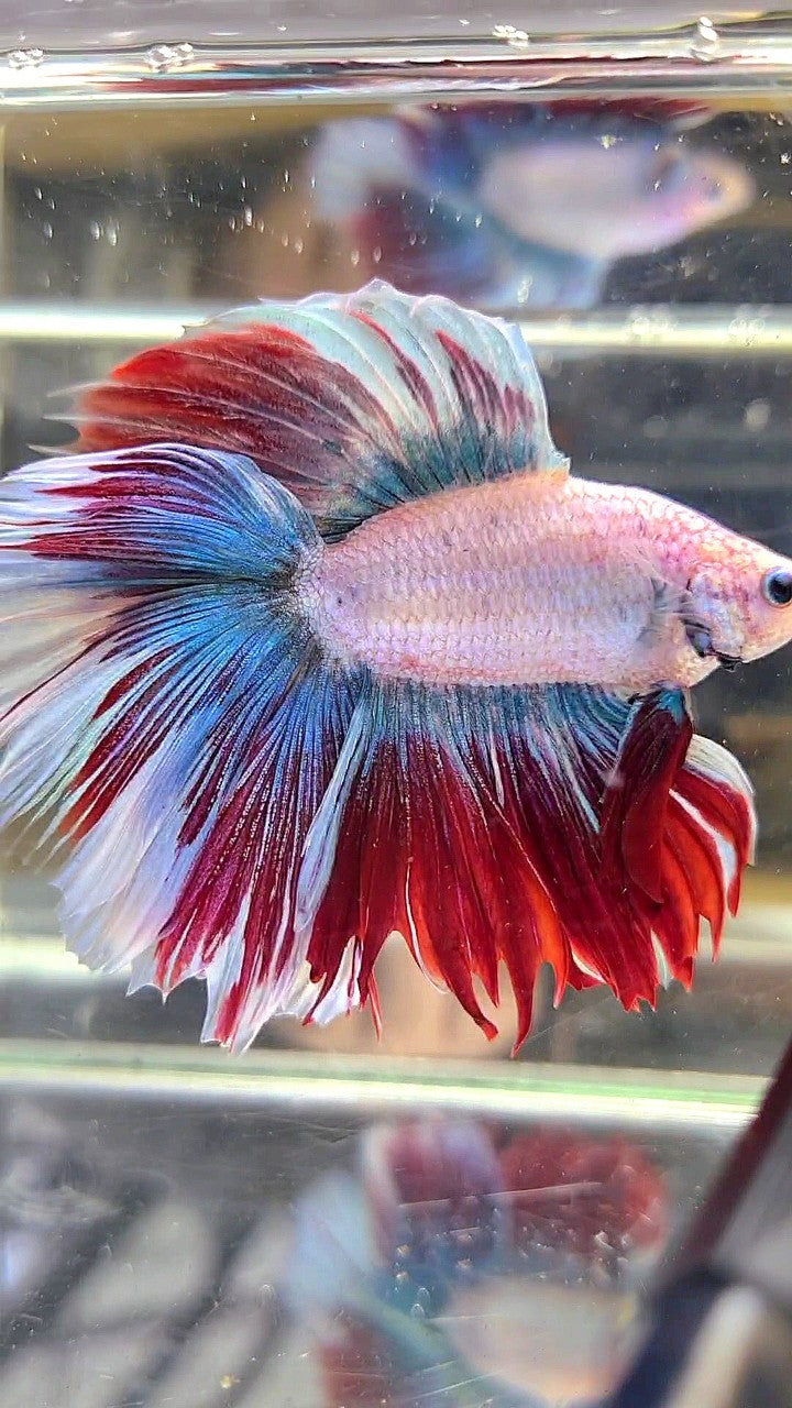 XXL HALFMOON DOUBLE TAIL BLUE RED MASCOT WAROCHAI BETTA FISH