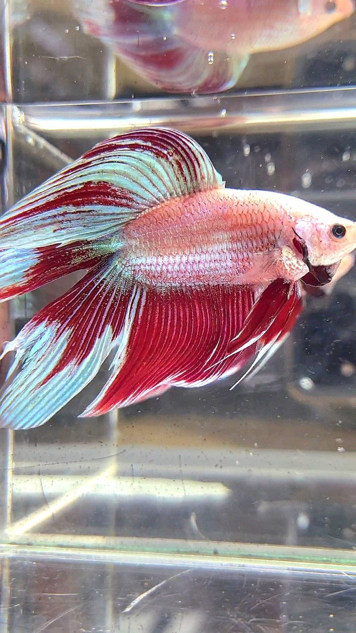XL VEILTAIL DOUBLE TAIL RED MAGENTA BETTA FISH