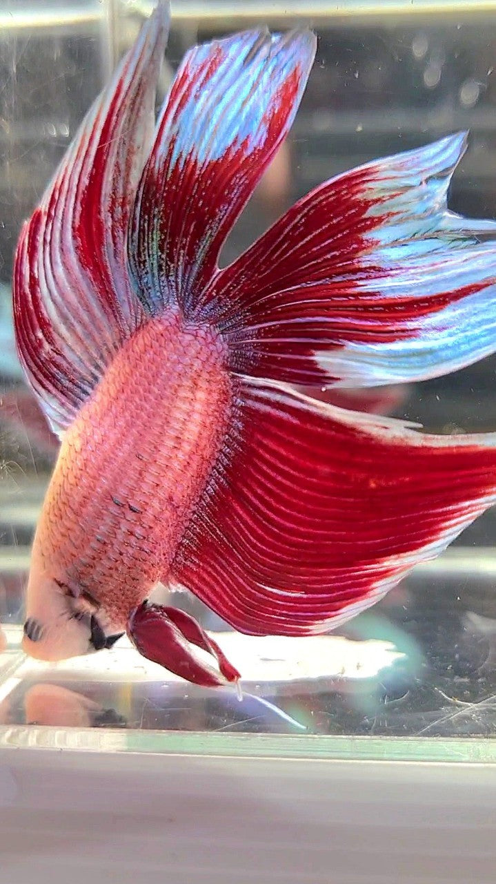 XL VEILTAIL DOUBLE TAIL RED MAGENTA BETTA FISH
