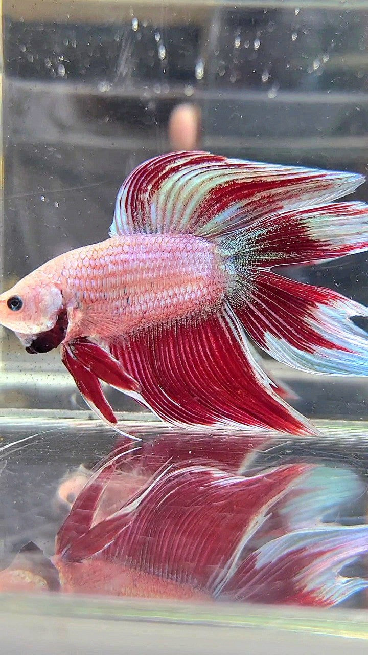 XL VEILTAIL DOUBLE TAIL RED MAGENTA BETTA FISH
