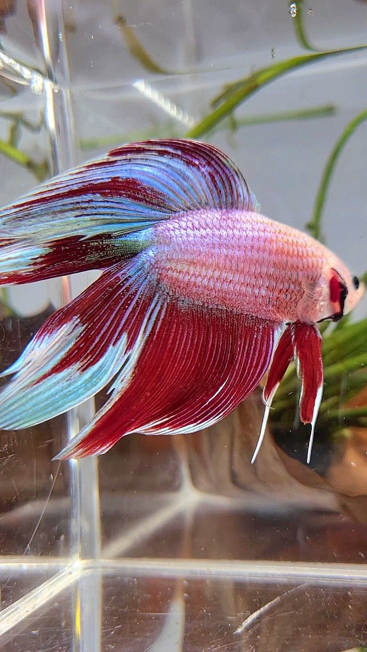 XL VEILTAIL DOUBLE TAIL RED MAGENTA BETTA FISH