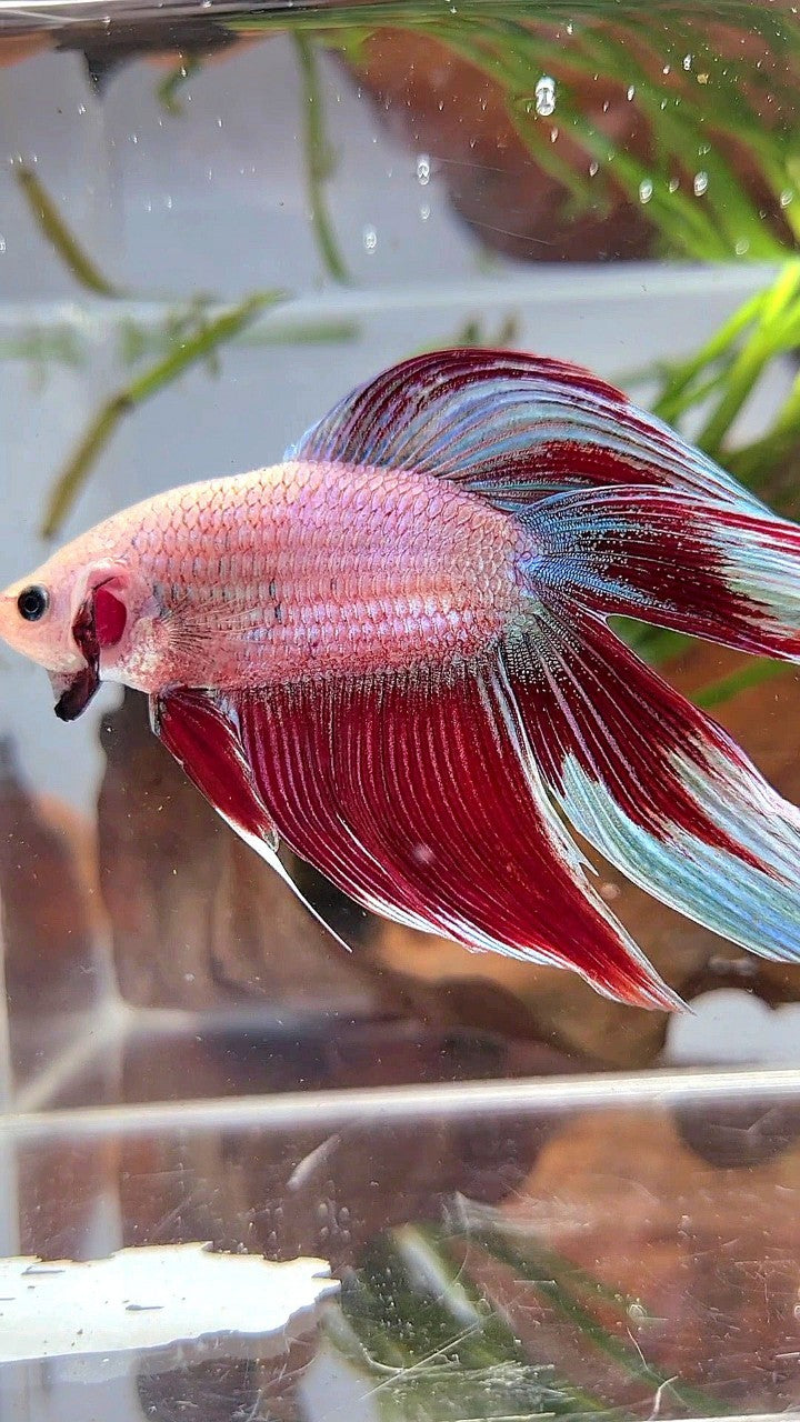 XL VEILTAIL DOUBLE TAIL RED MAGENTA BETTA FISH