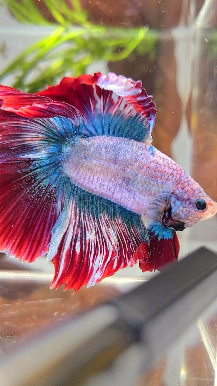 XXL HALFMOON DOUBLE TAIL ROSETAIL BLUE RED MASCOT BETTA FISH