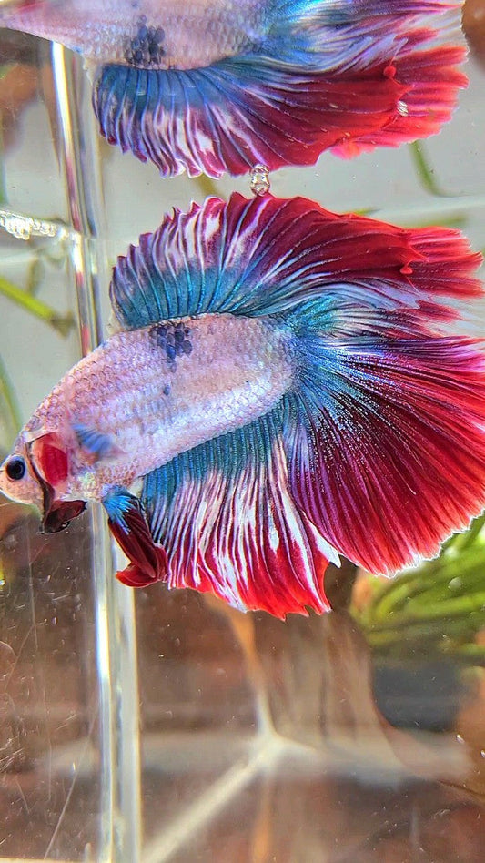 XXL HALFMOON DOUBLE TAIL ROSETAIL BLUE RED MASCOT BETTA FISH