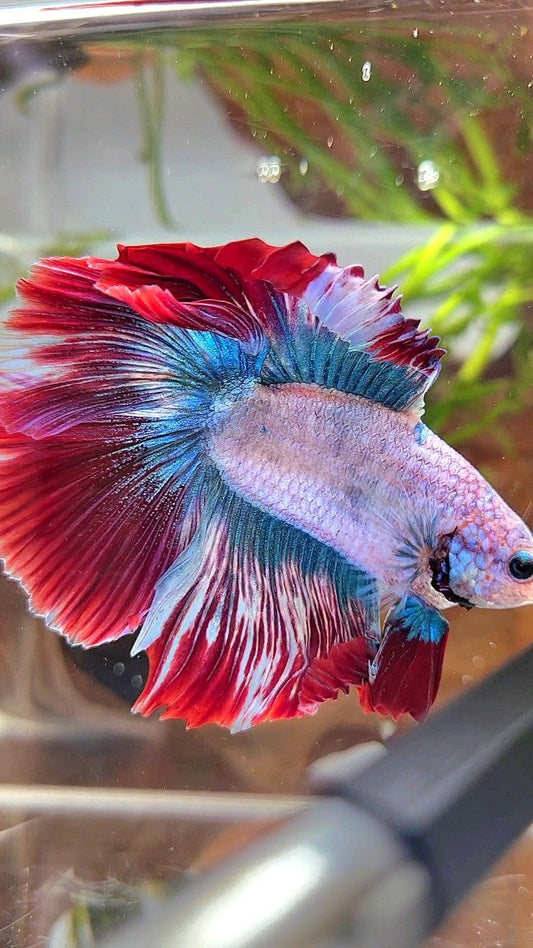 XXL HALFMOON DOUBLE TAIL ROSETAIL BLUE RED MASCOT BETTA FISH