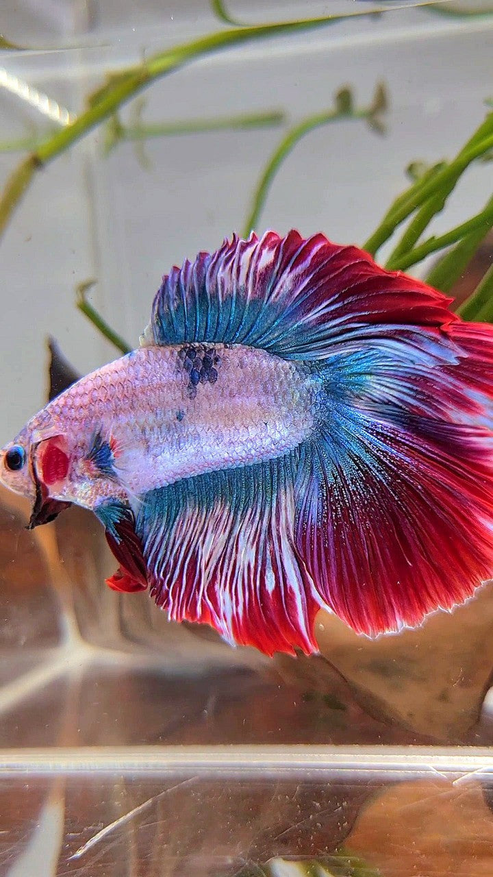 XXL HALFMOON DOUBLE TAIL ROSETAIL BLUE RED MASCOT BETTA FISH