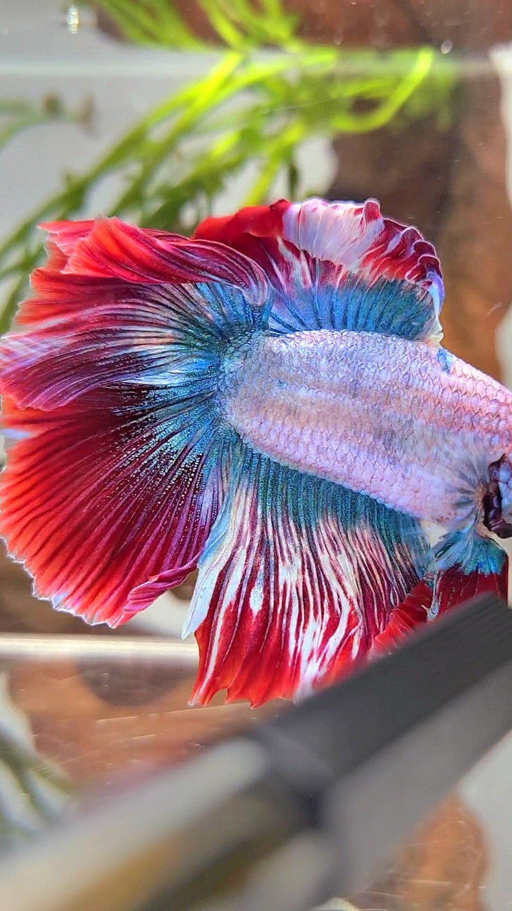 XXL HALFMOON DOUBLE TAIL ROSETAIL BLUE RED MASCOT BETTA FISH