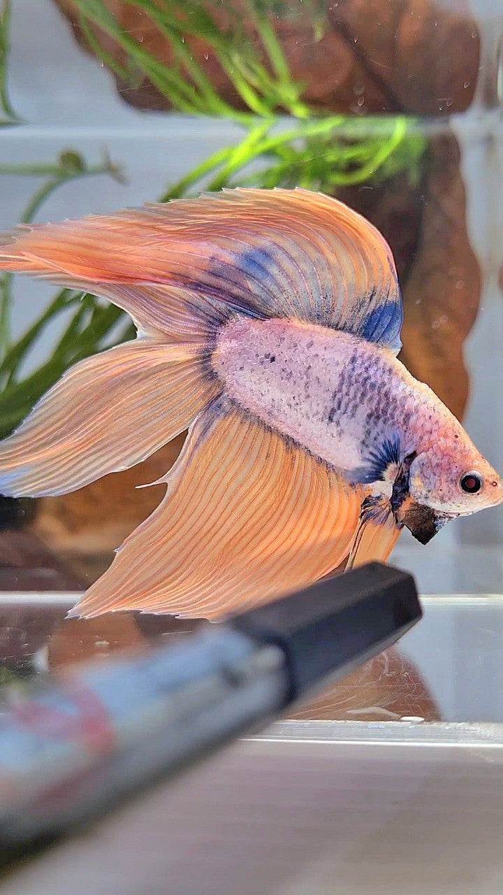 XL VEILTAIL DOUBLE TAIL ORANGE BLUE MASCOT BETTA FISH