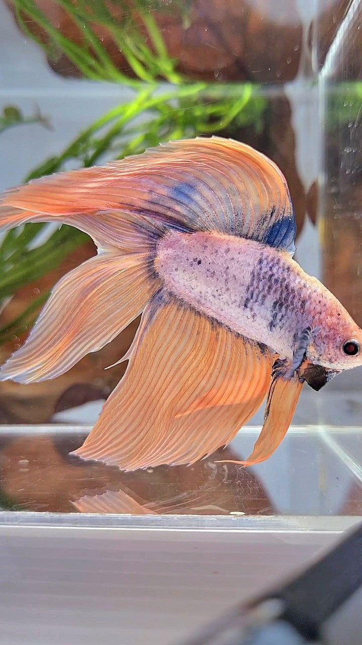 XL VEILTAIL DOUBLE TAIL ORANGE BLUE MASCOT BETTA FISH