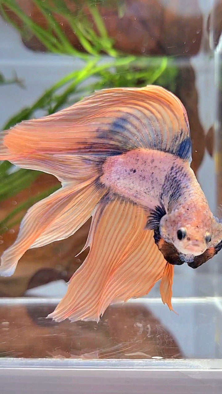 XL VEILTAIL DOUBLE TAIL ORANGE BLUE MASCOT BETTA FISH