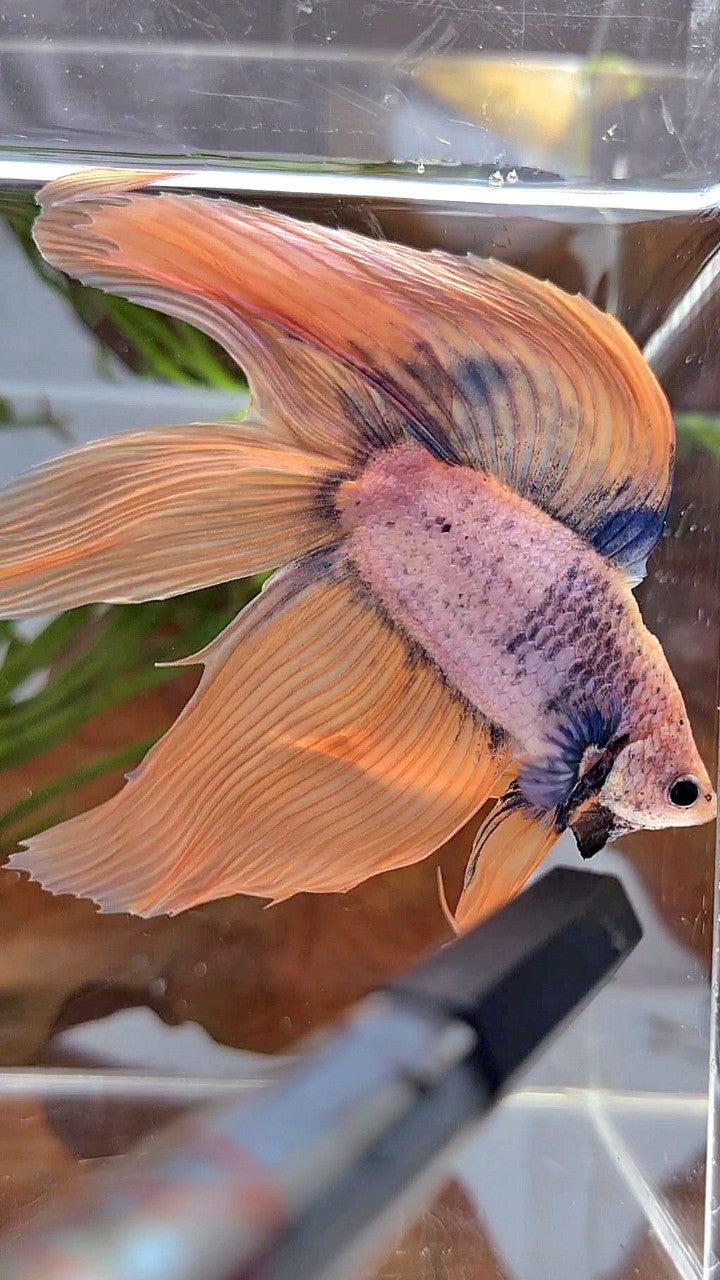XL VEILTAIL DOUBLE TAIL ORANGE BLUE MASCOT BETTA FISH