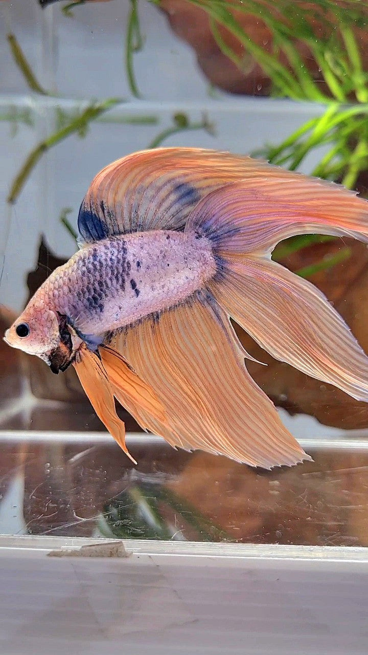 XL VEILTAIL DOUBLE TAIL ORANGE BLUE MASCOT BETTA FISH