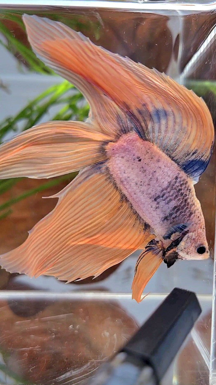 XL VEILTAIL DOUBLE TAIL ORANGE BLUE MASCOT BETTA FISH