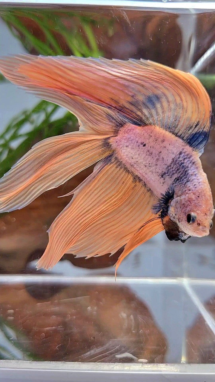 XL VEILTAIL DOUBLE TAIL ORANGE BLUE MASCOT BETTA FISH
