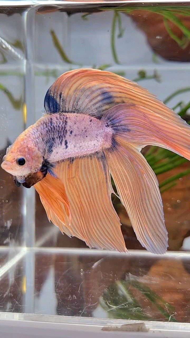 XL VEILTAIL DOUBLE TAIL ORANGE BLUE MASCOT BETTA FISH