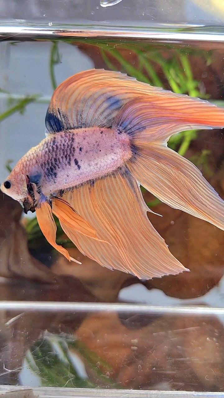 XL VEILTAIL DOUBLE TAIL ORANGE BLUE MASCOT BETTA FISH