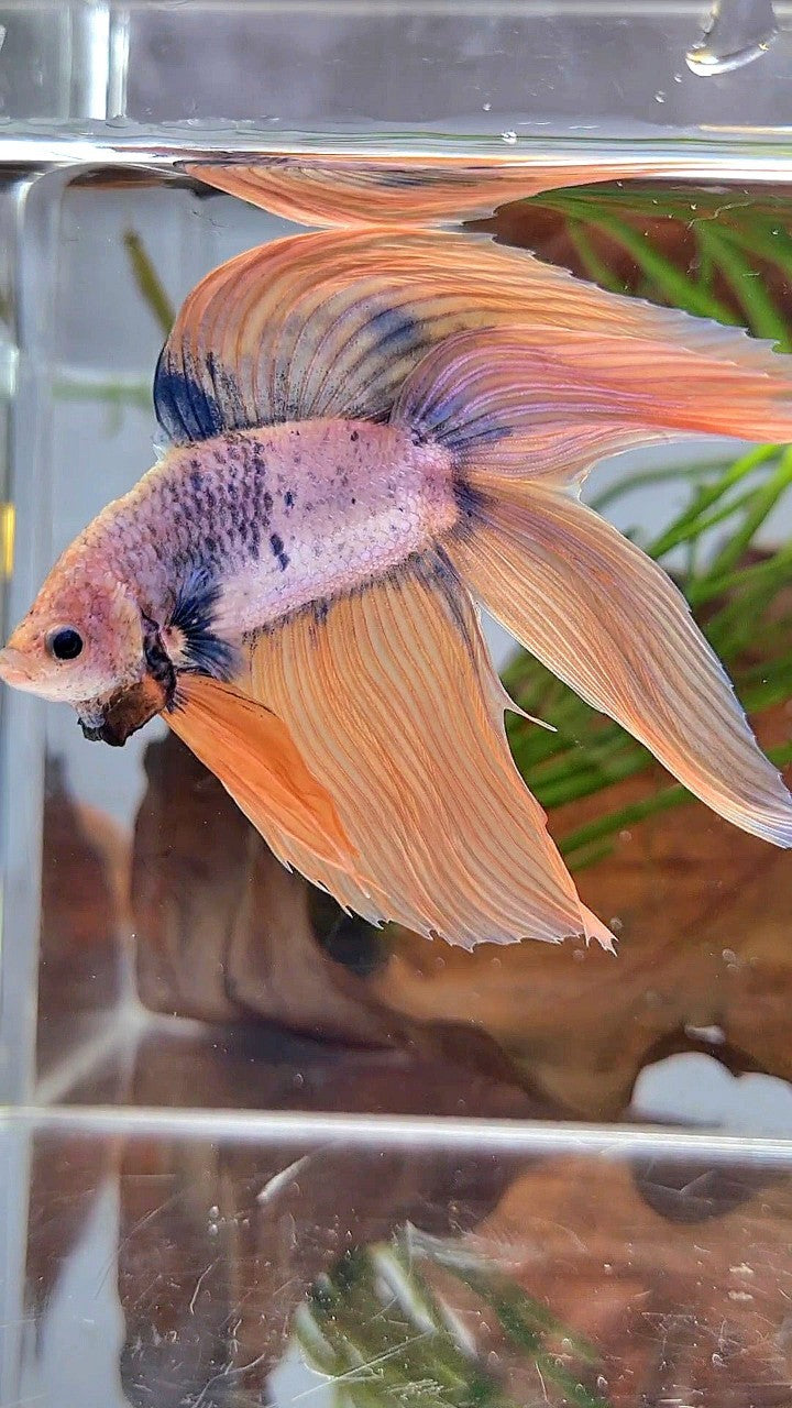 XL VEILTAIL DOUBLE TAIL ORANGE BLUE MASCOT BETTA FISH