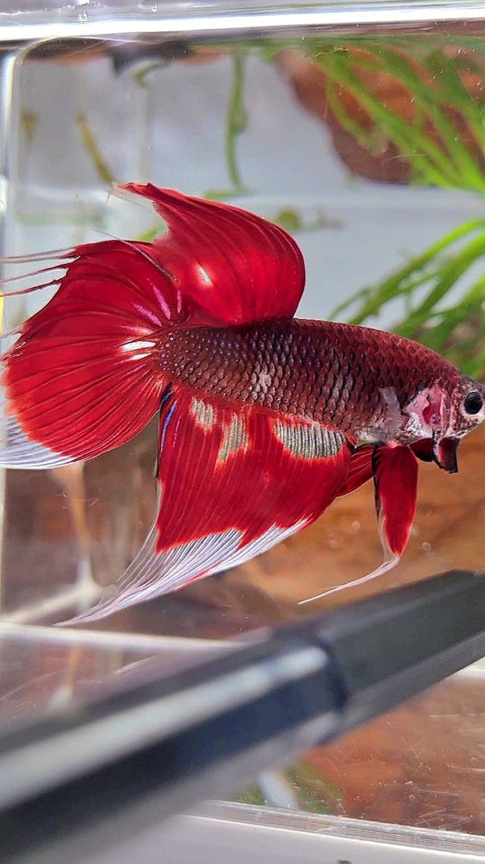 XL VEILTAIL RED AOC UNIQUE PATTERN BETTA FISH