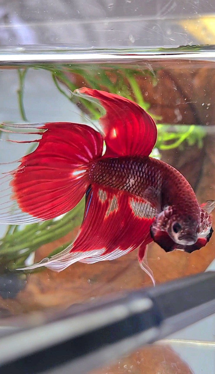 XL VEILTAIL RED AOC UNIQUE PATTERN BETTA FISH