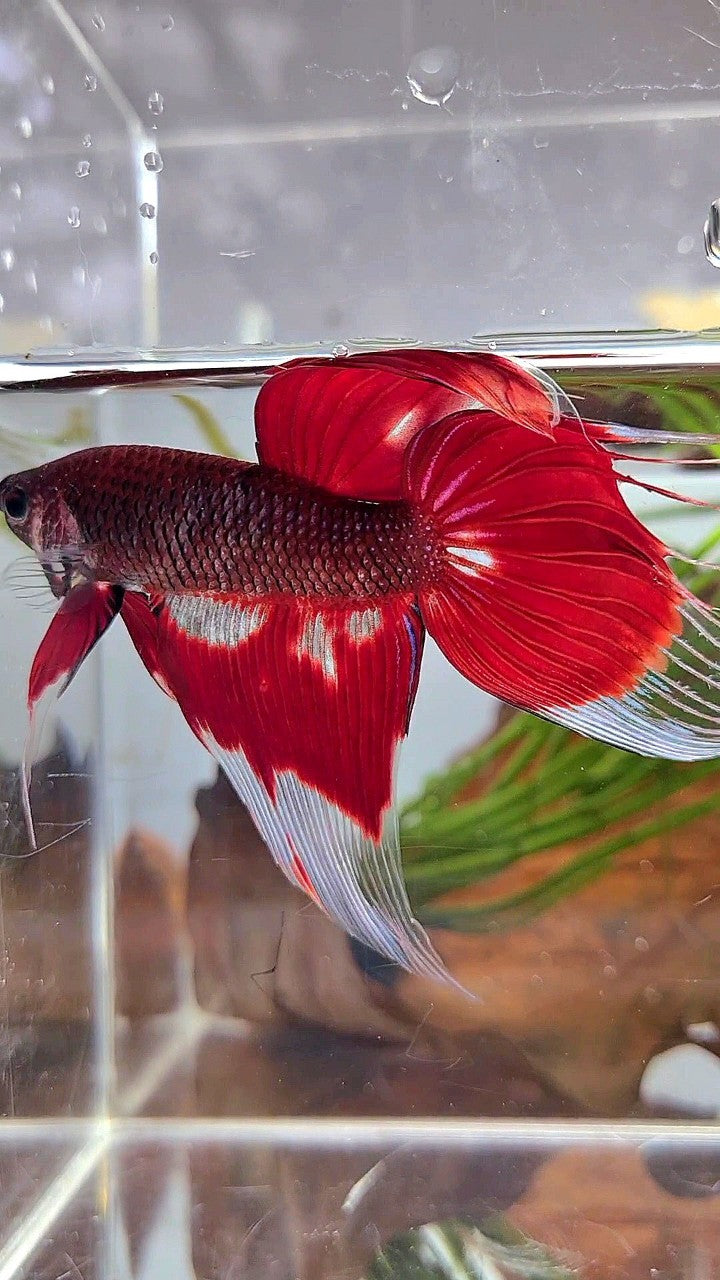 XL VEILTAIL RED AOC UNIQUE PATTERN BETTA FISH