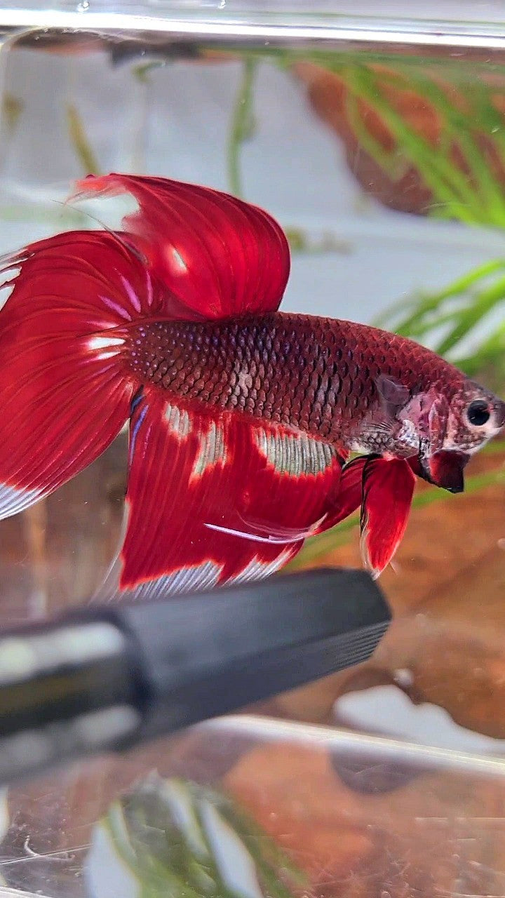 XL VEILTAIL RED AOC UNIQUE PATTERN BETTA FISH
