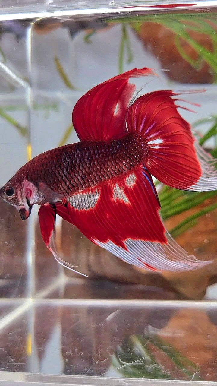 XL VEILTAIL RED AOC UNIQUE PATTERN BETTA FISH