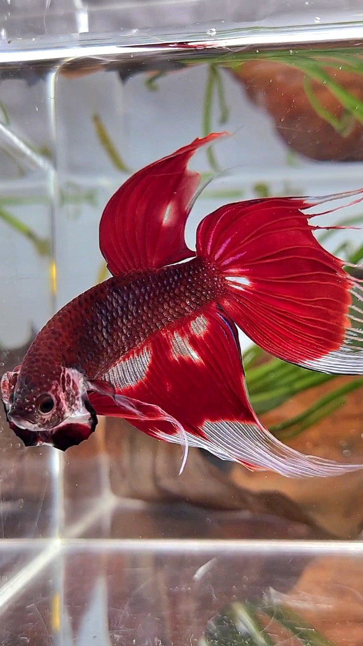 XL VEILTAIL RED AOC UNIQUE PATTERN BETTA FISH