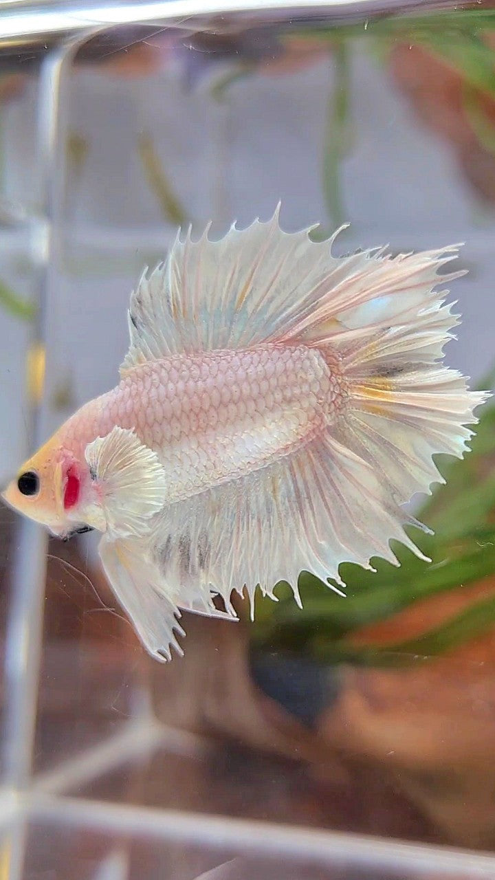 CROWNTAIL PLAKAT DOUBLE TAIL BIG EAR WHITE PLATINUM BETTA FISH