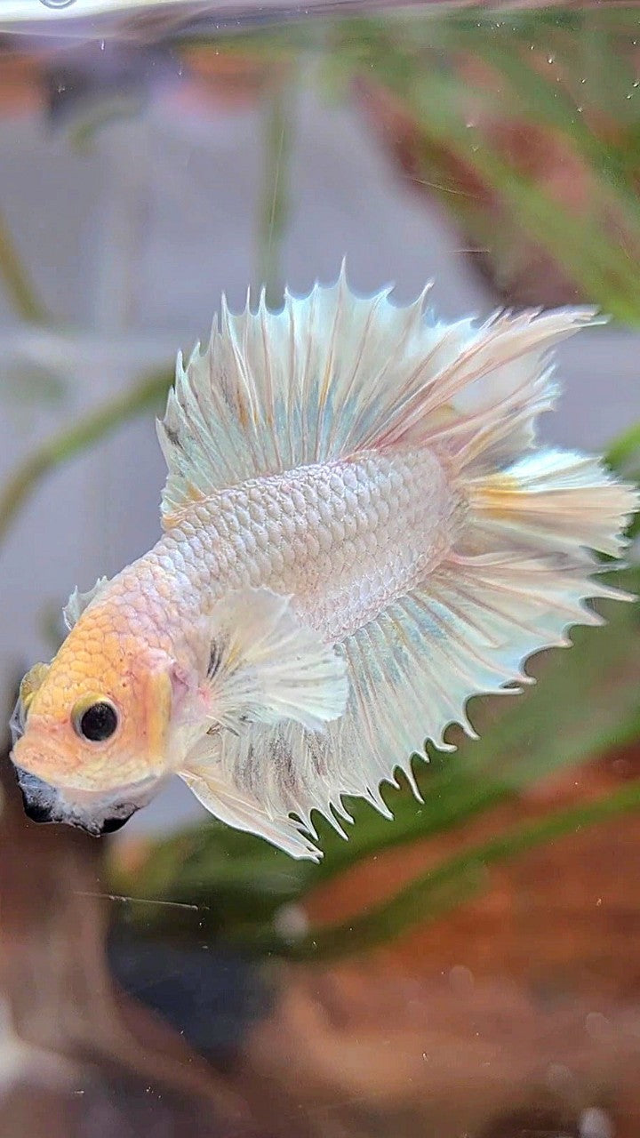CROWNTAIL PLAKAT DOUBLE TAIL BIG EAR WHITE PLATINUM BETTA FISH