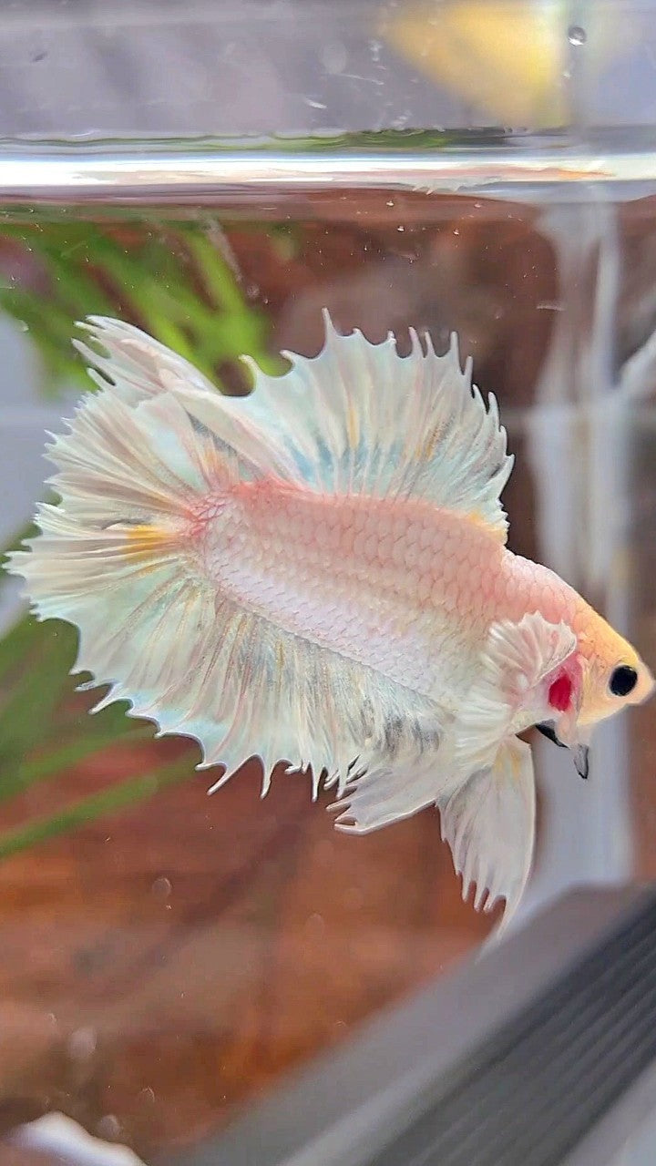 CROWNTAIL PLAKAT DOUBLE TAIL BIG EAR WHITE PLATINUM BETTA FISH
