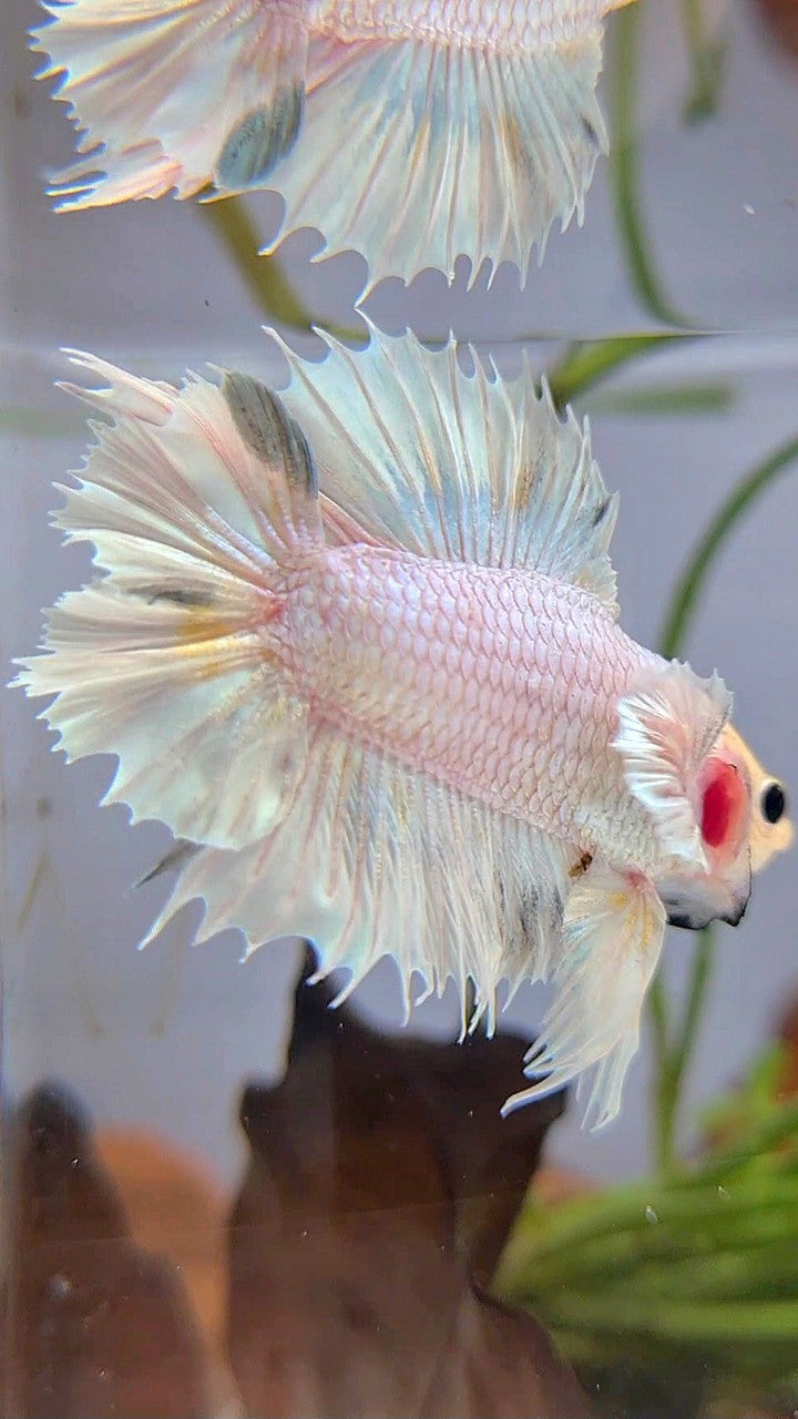 CROWNTAIL PLAKAT DOUBLE TAIL BIG EAR WHITE PLATINUM BETTA FISH