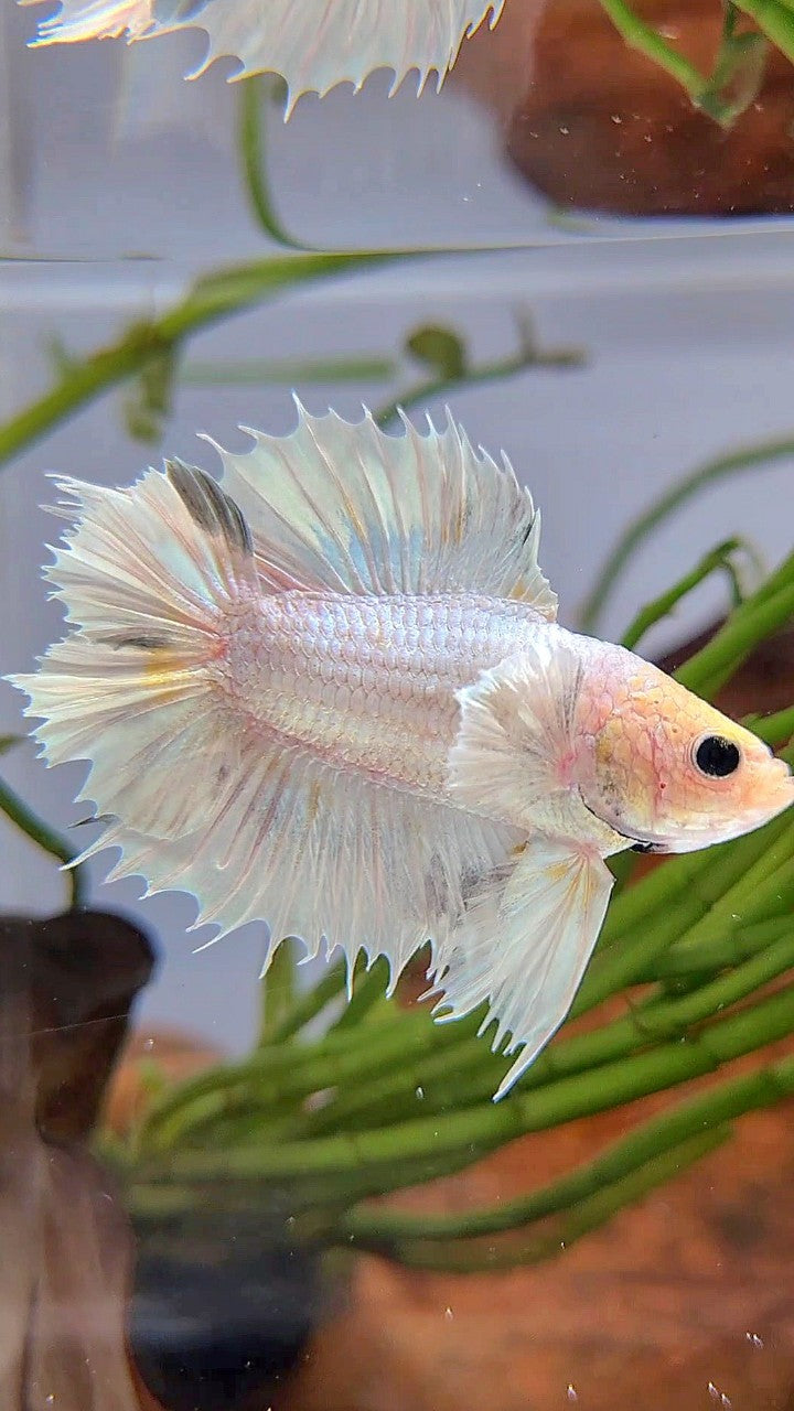 CROWNTAIL PLAKAT DOUBLE TAIL BIG EAR WHITE PLATINUM BETTA FISH