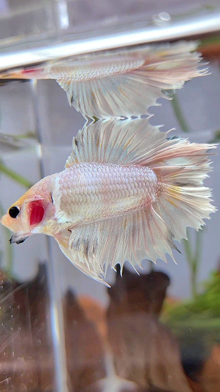 CROWNTAIL PLAKAT DOUBLE TAIL BIG EAR WHITE PLATINUM BETTA FISH