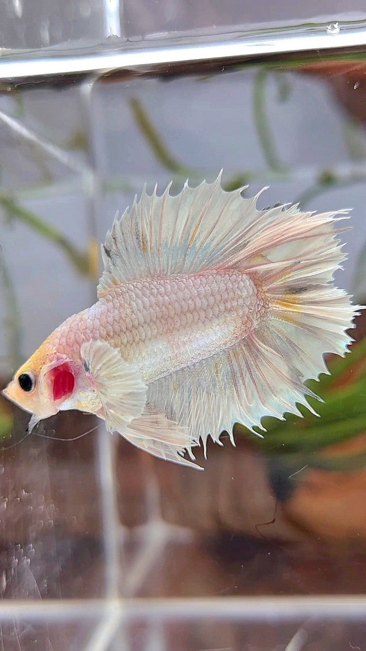 CROWNTAIL PLAKAT DOUBLE TAIL BIG EAR WHITE PLATINUM BETTA FISH
