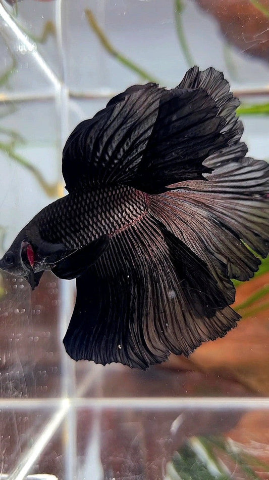 HALFMOON ROSETAIL SUPER BLACK BETTA FISH
