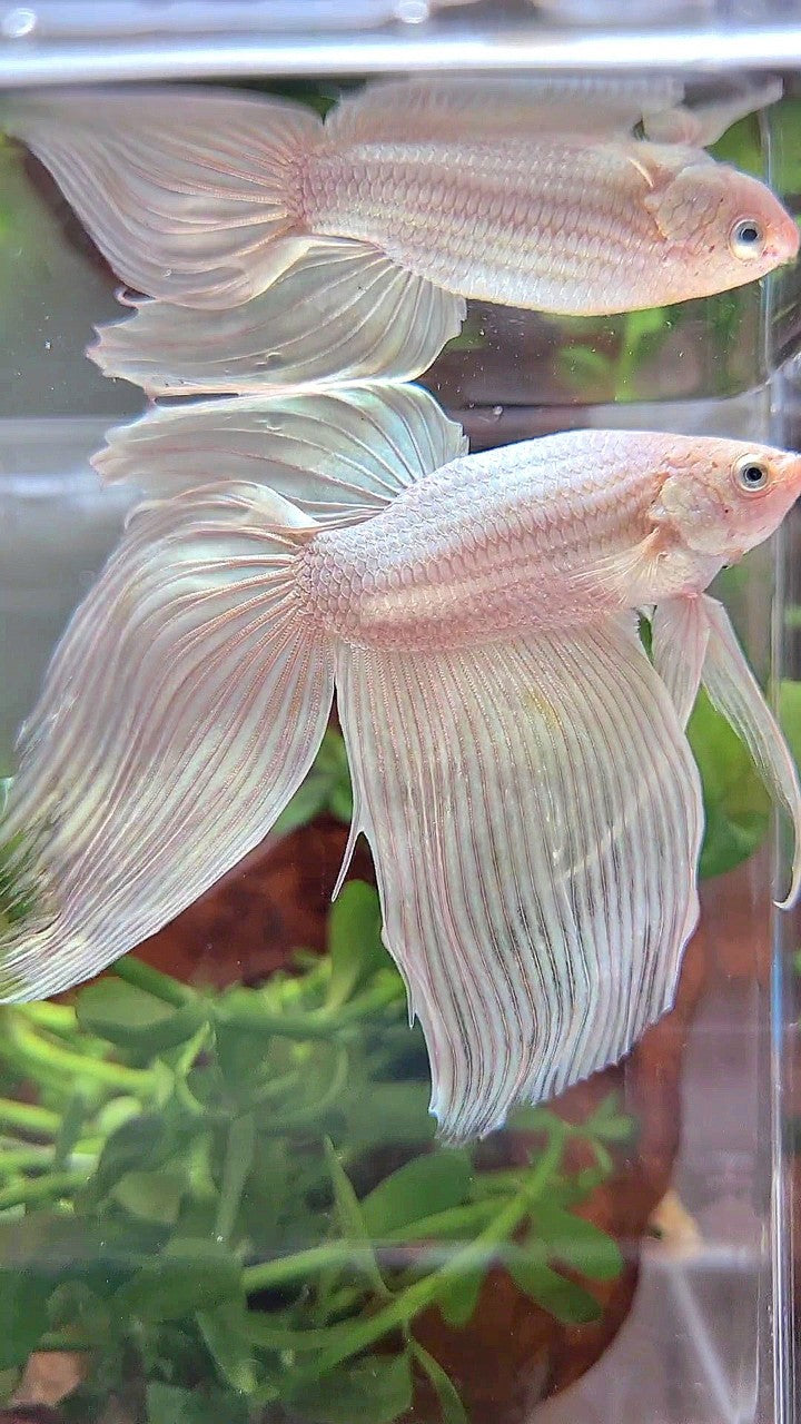 XXL VEILTAIL WHITE PLATINUM SOLID BETTA FISH