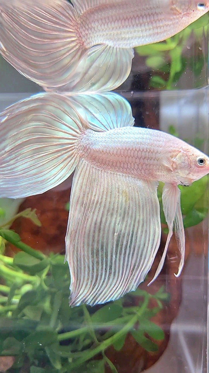 XXL VEILTAIL WHITE PLATINUM SOLID BETTA FISH