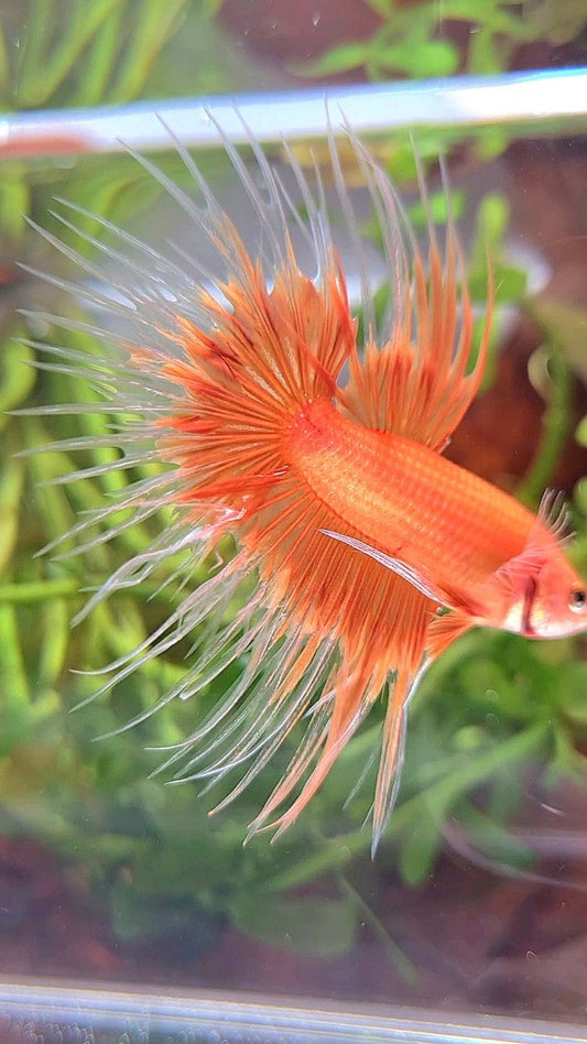 CROWNTAIL ORANGE SUNKIST BUTTERFLY BETTA FISH