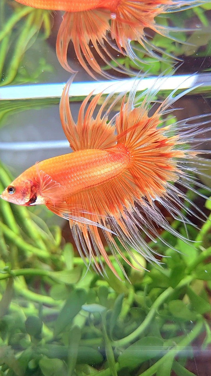 CROWNTAIL ORANGE SUNKIST BUTTERFLY BETTA FISH