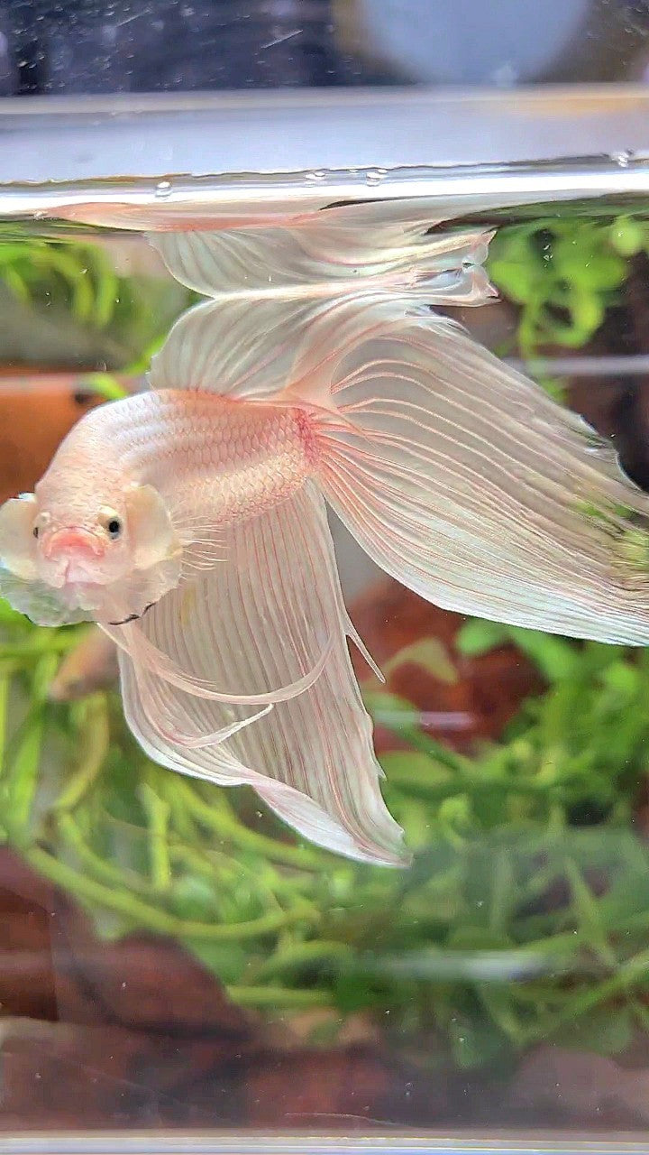 XXL VEILTAIL WHITE PLATINUM SOLID BETTA FISH