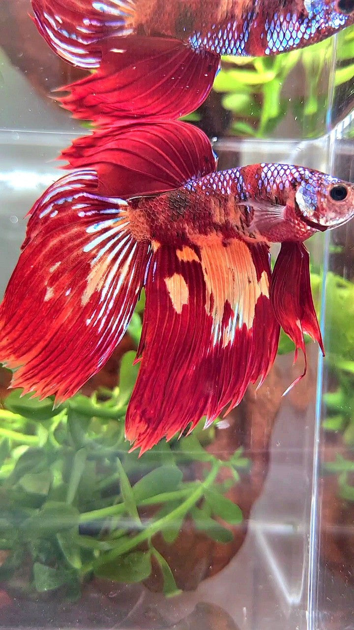 XL VEILTAIL RED FIRE SUPER MULTICOLOR BETTA FISH