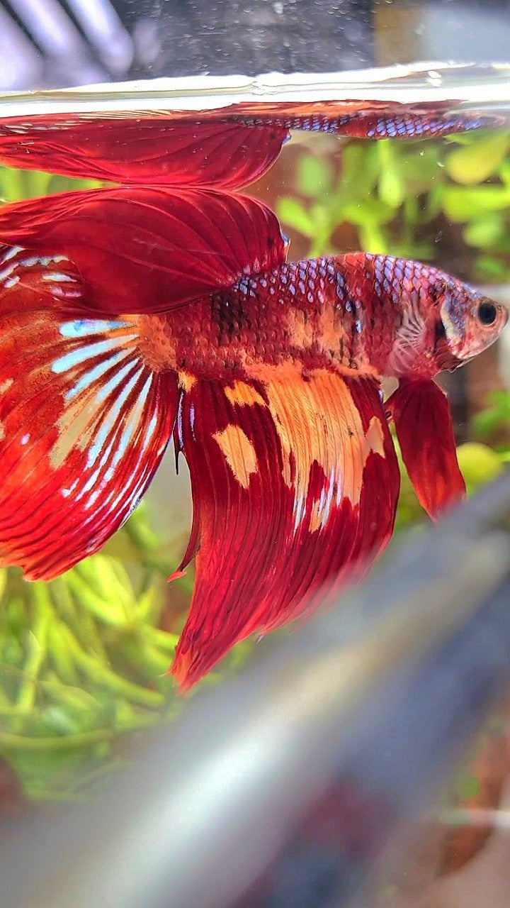 XL VEILTAIL RED FIRE SUPER MULTICOLOR BETTA FISH