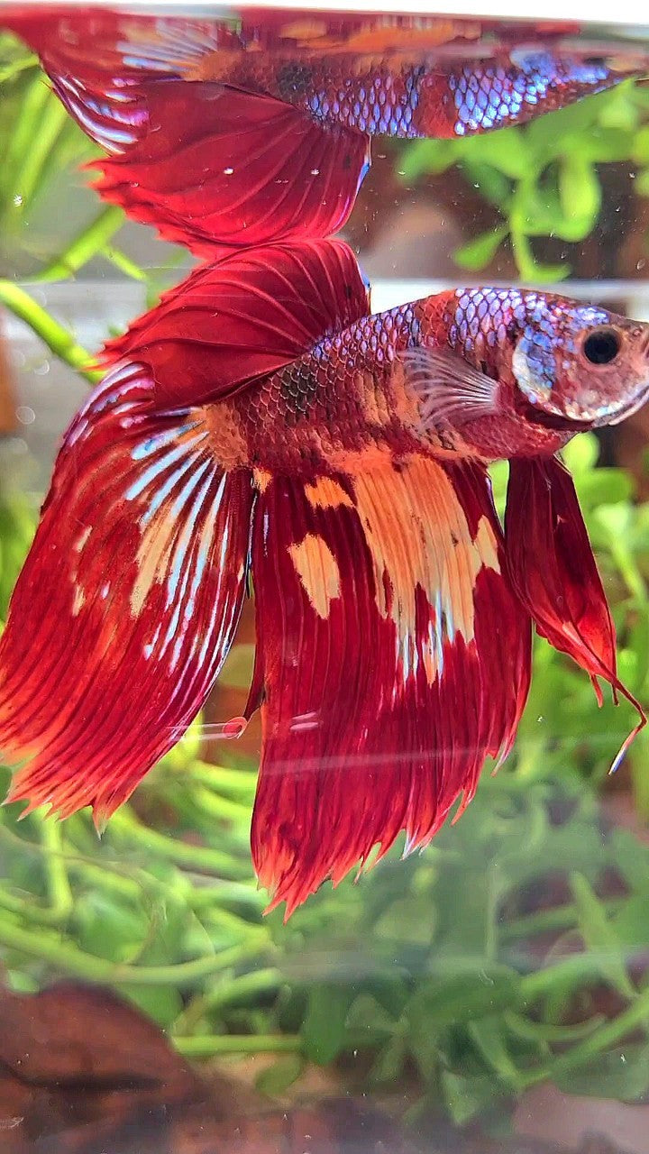 XL VEILTAIL RED FIRE SUPER MULTICOLOR BETTA FISH