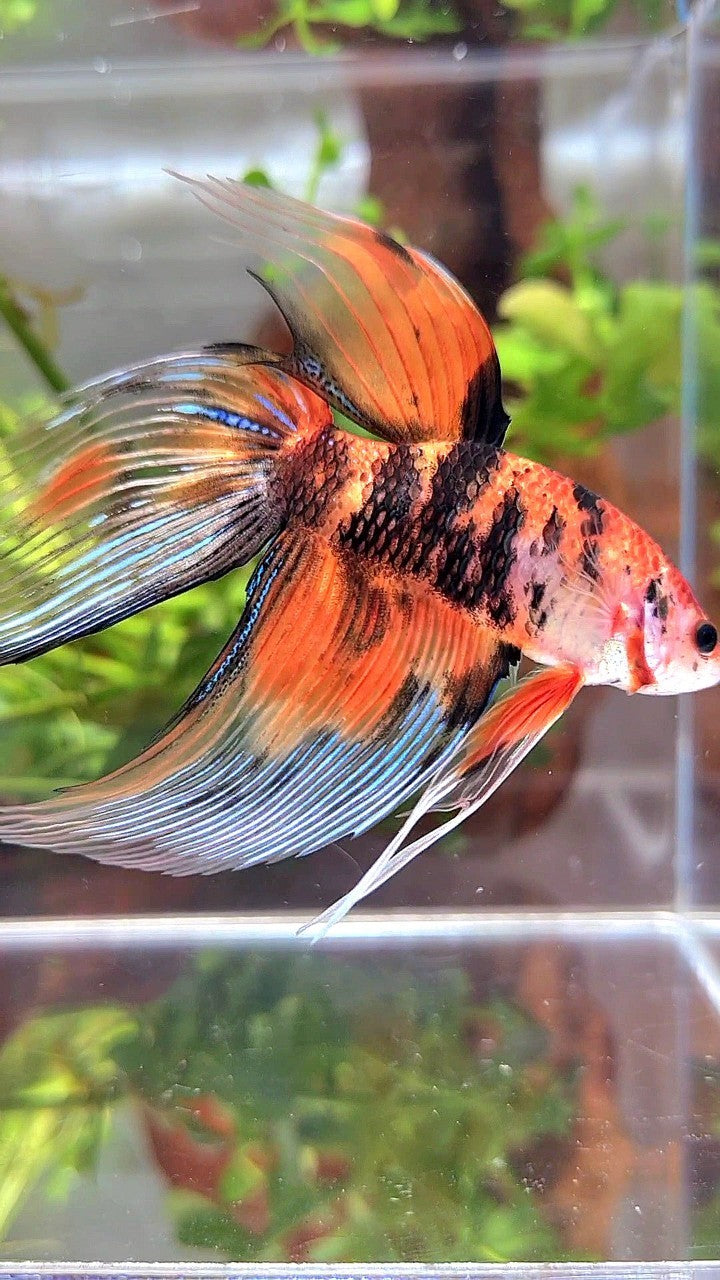XL VEILTAIL ORANGE TIGER MULTICOLOR BETTA FISH