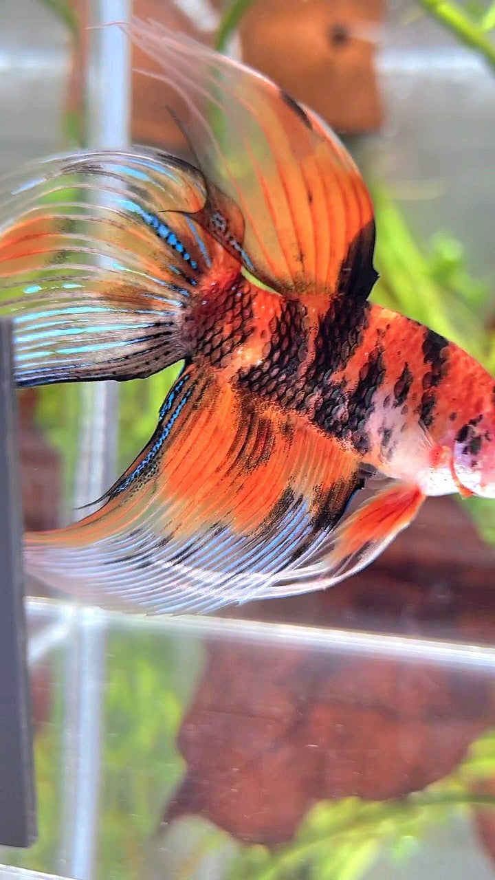XL VEILTAIL ORANGE TIGER MULTICOLOR BETTA FISH