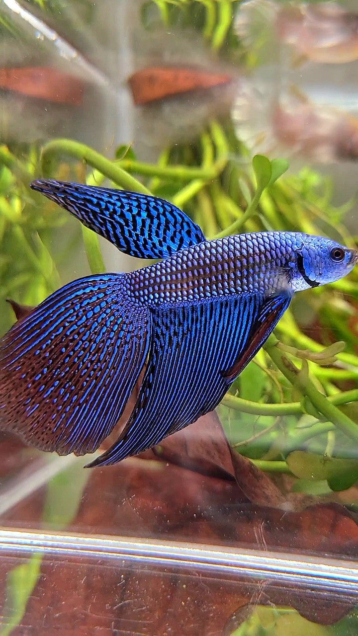 LONGFIN DELTA TAIL BLUE ALIEN HYBRID WILD BETTA FISH